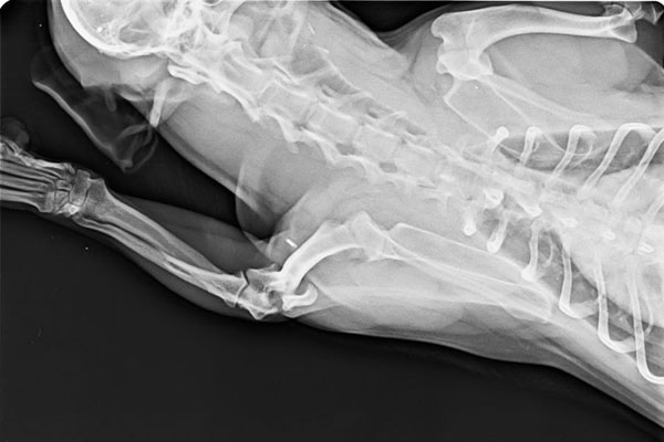 Tierarzt, Operationen